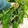 Scion de Kaki Pleureur Pendula cultivé dans le Tarn - résistant aux maladies - compatible Agriculture Bio