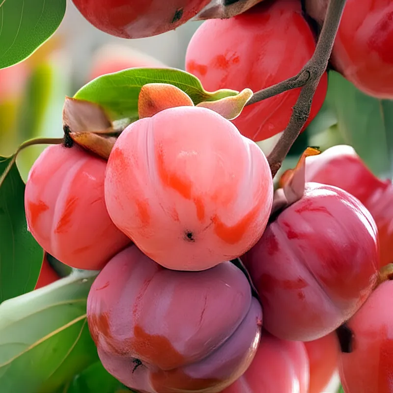 Scion de Kaki Honan Red cultivé dans le Tarn - résistant aux maladies - compatible Agriculture Bio