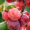 Scion de Kaki Honan Red cultivé dans le Tarn - résistant aux maladies - compatible Agriculture Bio