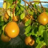 Scion de Poirier Beurré Hardy cultivé dans le Tarn - résistant aux maladies - compatible Agriculture Bio