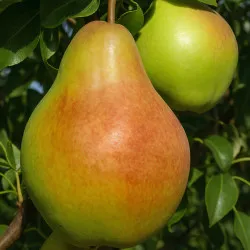 Scion de Poirier Yablunivska cultivé dans le Tarn - résistant aux maladies - compatible Agriculture Bio