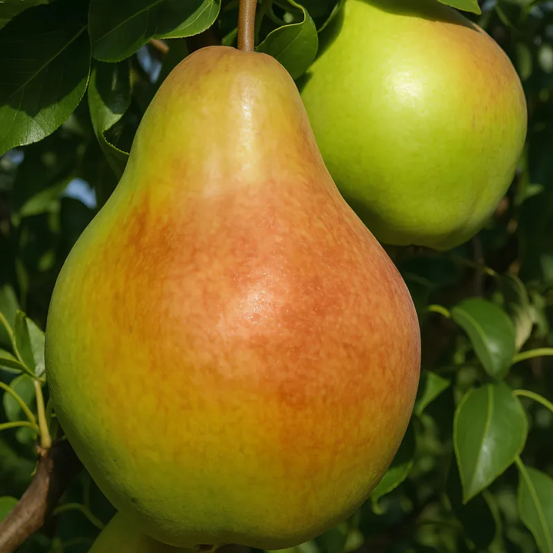 Scion de Poirier Yablunivska cultivé dans le Tarn - résistant aux maladies - compatible Agriculture Bio