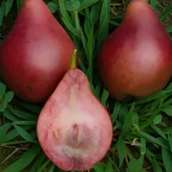 Scion de Poirier Mavrodin cultivé dans le Tarn - résistant aux maladies - compatible Agriculture Bio