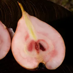 Scion de Poirier Mavrodin cultivé dans le Tarn - résistant aux maladies - compatible Agriculture Bio