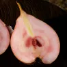 Scion de Poirier Mavrodin cultivé dans le Tarn - résistant aux maladies - compatible Agriculture Bio