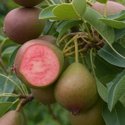 Scion de Poirier Mavrodin cultivé dans le Tarn - résistant aux maladies - compatible Agriculture Bio