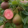 Scion de Poirier Mavrodin cultivé dans le Tarn - résistant aux maladies - compatible Agriculture Bio
