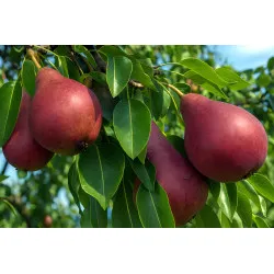 Scion de Poirier Mavrodin cultivé dans le Tarn - résistant aux maladies - compatible Agriculture Bio
