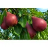 Scion de Poirier Mavrodin cultivé dans le Tarn - résistant aux maladies - compatible Agriculture Bio
