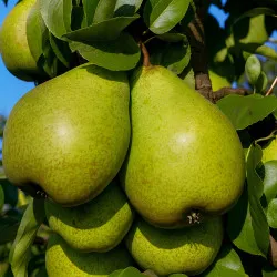 Scion de Poirier Novembra cultivé dans le Tarn - résistant aux maladies - compatible Agriculture Bio