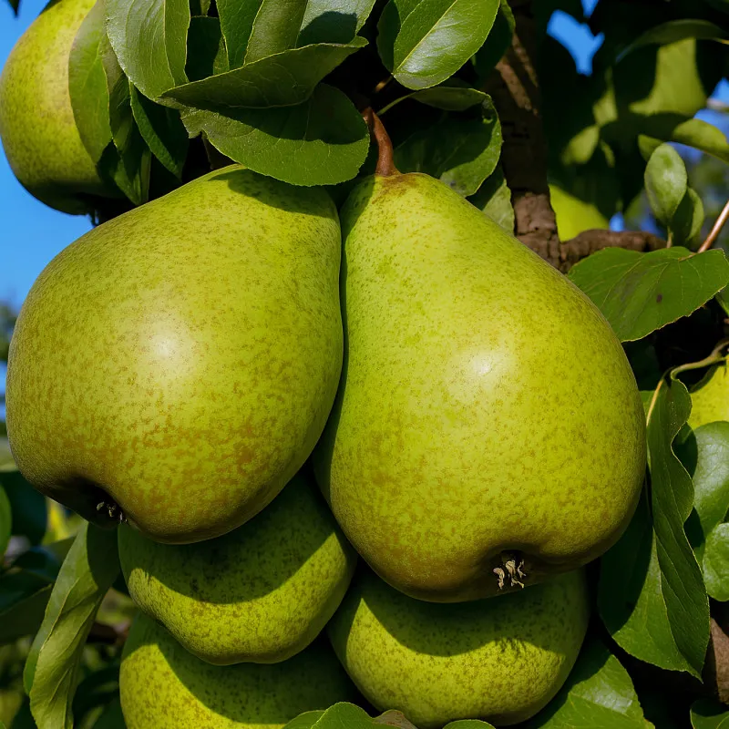 Scion de Poirier Novembra cultivé dans le Tarn - résistant aux maladies - compatible Agriculture Bio