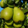 Scion de Poirier Novembra cultivé dans le Tarn - résistant aux maladies - compatible Agriculture Bio