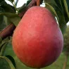 Scion de Poirier Williams rouge cultivé dans le Tarn - résistant aux maladies - compatible Agriculture Bio