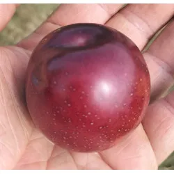 Scion de pluot / hybride Prumix™ Fondante de Crimée cultivé dans le Tarn - résistant aux maladies - compatible Agriculture Bio