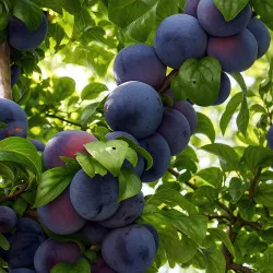 Scion de Prunier Angeleno cultivé dans le Tarn - résistant aux maladies - compatible Agriculture Bio