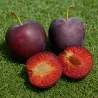 Scion de Prunier Mirabelle Ruby cultivé dans le Tarn - résistant aux maladies - compatible Agriculture Bio