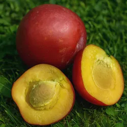 Scion de Prunier Monsieur Hâtif cultivé dans le Tarn - résistant aux maladies - compatible Agriculture Bio