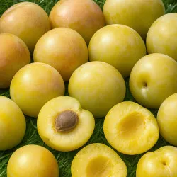 Scion de Prunier Reine-Claude de Juillet cultivé dans le Tarn - résistant aux maladies - compatible Agriculture Bio