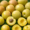 Scion de Prunier Reine-Claude de Juillet cultivé dans le Tarn - résistant aux maladies - compatible Agriculture Bio