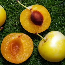 Scion de Prunier Reine-Claude d'Oullins cultivé dans le Tarn - résistant aux maladies - compatible Agriculture Bio