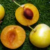 Scion de Prunier Reine-Claude d'Oullins cultivé dans le Tarn - résistant aux maladies - compatible Agriculture Bio