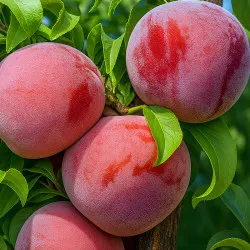 Scion de Prunier Showtime cultivé dans le Tarn - résistant aux maladies - compatible Agriculture Bio