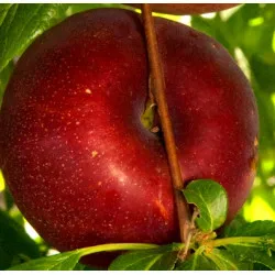 Scion de pluot / hybride Prumix™ Fusion de saveurs cultivé dans le Tarn - résistant aux maladies - compatible Agriculture Bio