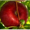 Scion de pluot / hybride Prumix™ Fusion de saveurs cultivé dans le Tarn - résistant aux maladies - compatible Agriculture Bio