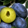 Scion de Prunier Quetsche Stanley cultivé dans le Tarn - résistant aux maladies - compatible Agriculture Bio
