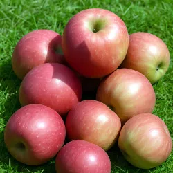 Scion de Pommier Coqueta cultivé dans le Tarn - assez résistant tavelure - compatible Agriculture Biologique