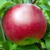 Scion de Pommier Coquine cultivé dans le Tarn - assez résistant tavelure - compatible Agriculture Biologique