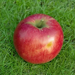 Scion de Pommier Framboise d'Holovousy cultivé dans le Tarn - assez résistant tavelure - compatible Agriculture Biologique