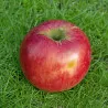 Scion de Pommier Framboise d'Holovousy cultivé dans le Tarn - assez résistant tavelure - compatible Agriculture Biologique