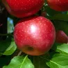 Scion de Pommier Sacrada cultivé dans le Tarn - assez résistant tavelure - compatible Agriculture Biologique