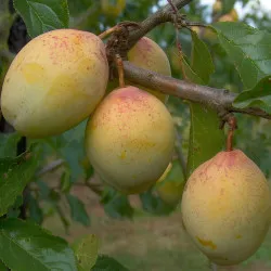 Scion de Prunier Goutte d'Or cultivé dans le Tarn - résistant aux maladies - compatible Agriculture Bio