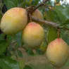 Scion de Prunier Goutte d'Or cultivé dans le Tarn - résistant aux maladies - compatible Agriculture Bio