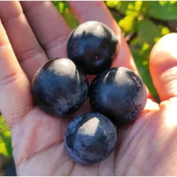 Scion de pluot / hybride Prumix™ Trésor des Lutins cultivé dans le Tarn - résistant aux maladies - compatible Agriculture Bio
