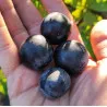 Scion de pluot / hybride Prumix™ Trésor des Lutins cultivé dans le Tarn - résistant aux maladies - compatible Agriculture Bio