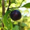 Scion de pluot / hybride Prumix™ Trésor des Lutins cultivé dans le Tarn - résistant aux maladies - compatible Agriculture Bio