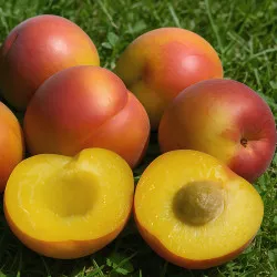 Scion de pluot / hybride Prumix™ Perle de Miel cultivé dans le Tarn - résistant aux maladies - compatible Agriculture Bio