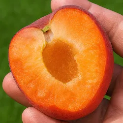 Scion de pluot / hybride Prumix™ Barbapapa cultivé dans le Tarn - résistant aux maladies - compatible Agriculture Bio