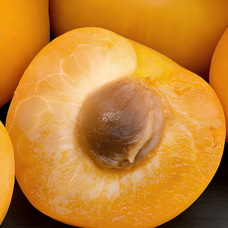 Scion de pluot / hybride Prumix™ Cléora cultivé dans le Tarn - résistant aux maladies - compatible Agriculture Bio