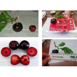 Scion de pluot / hybride Prumix™ Nadia cultivé dans le Tarn - résistant aux maladies - compatible Agriculture Bio