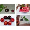 Scion de pluot / hybride Prumix™ Nadia cultivé dans le Tarn - résistant aux maladies - compatible Agriculture Bio