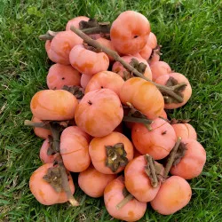 Scion de Virginiana Meader cultivé dans le Tarn - résistant aux maladies - compatible Agriculture Bio
