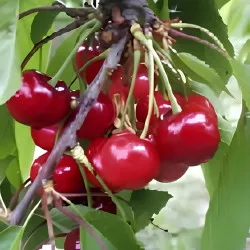 Scion de Cerisier Précoce de Bernard cultivé dans le Tarn - résistant aux maladies - compatible Agriculture Bio