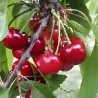 Scion de Cerisier Précoce de Bernard cultivé dans le Tarn - résistant aux maladies - compatible Agriculture Bio