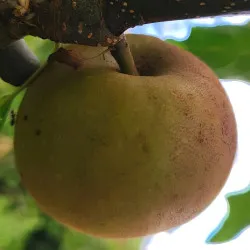 Scion de Pommier Chantegrise cultivé dans le Tarn - assez résistant tavelure - compatible Agriculture Biologique