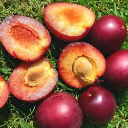 Scion de pluot / hybride Prumix™ Comète cultivé dans le Tarn - résistant aux maladies - compatible Agriculture Bio