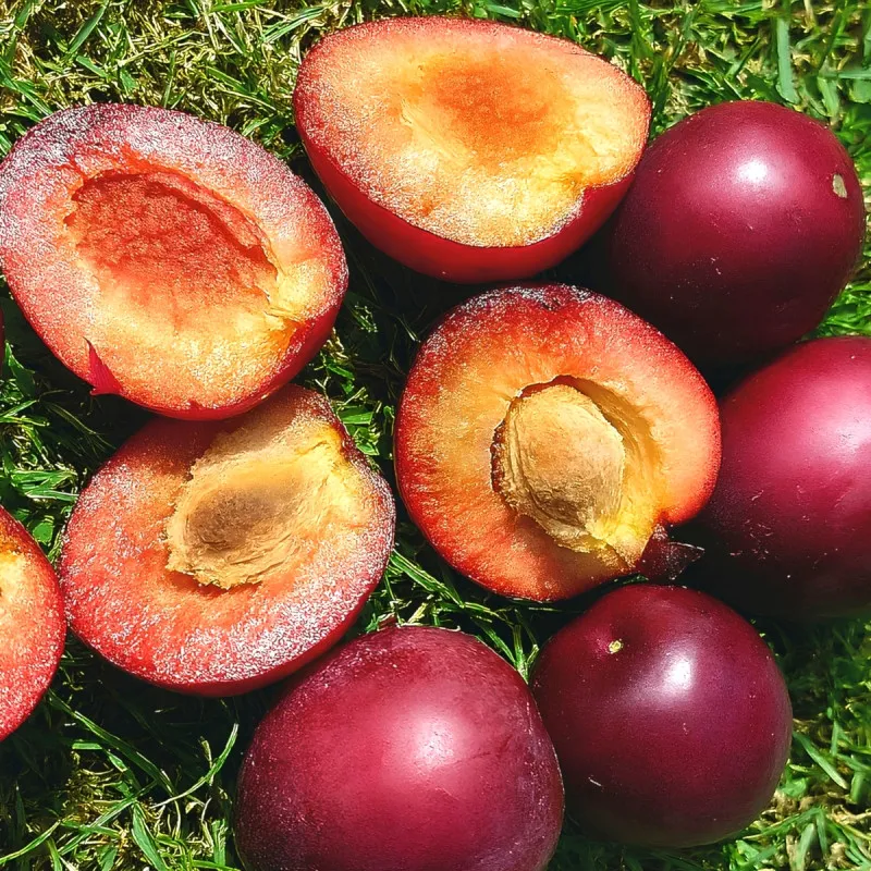 Scion de pluot / hybride Prumix™ Comète cultivé dans le Tarn - résistant aux maladies - compatible Agriculture Bio